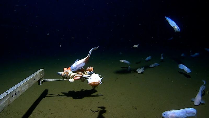 Penemuan Ikan Siput Tak Dikenal di Kedalaman Ekstrem Perairan Jepang Memecahkan Rekor Dunia